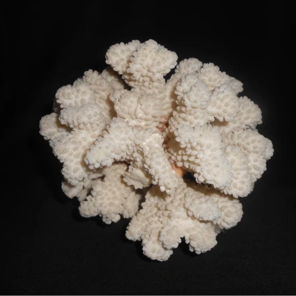 Coral Reef- Great Barrier Gold White Spikes Explosion Fireworks Starburst Dangle - Picture 5 of 8